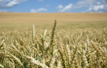 Russland ist einer der größten Getreideexporteure der Welt. Foto Pixabay