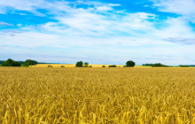 Weizenfeld in der Ukraine. Foto: Pixabay