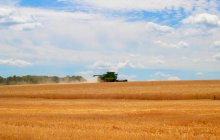Weizenernte in der Ukraine: Trotz Krieg bleibt die Landwirtschaft eine tragende Säule der Wirtschaft. Foto: Mariia Polishchuk / Pexels