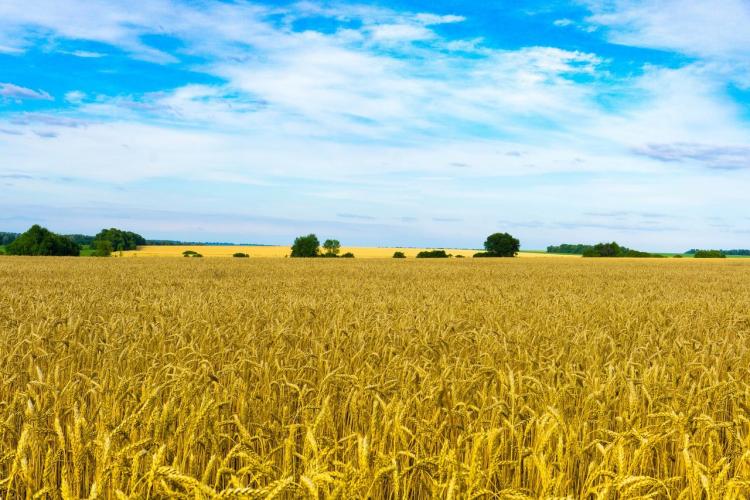 Weizenfeld in der Ukraine. Foto: Pixabay