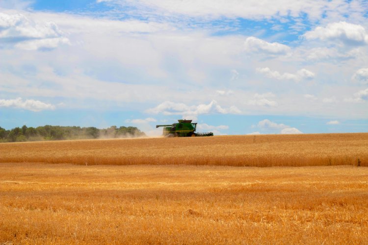 Weizenernte in der Ukraine: Trotz Krieg bleibt die Landwirtschaft eine tragende Säule der Wirtschaft. Foto: Mariia Polishchuk / Pexels